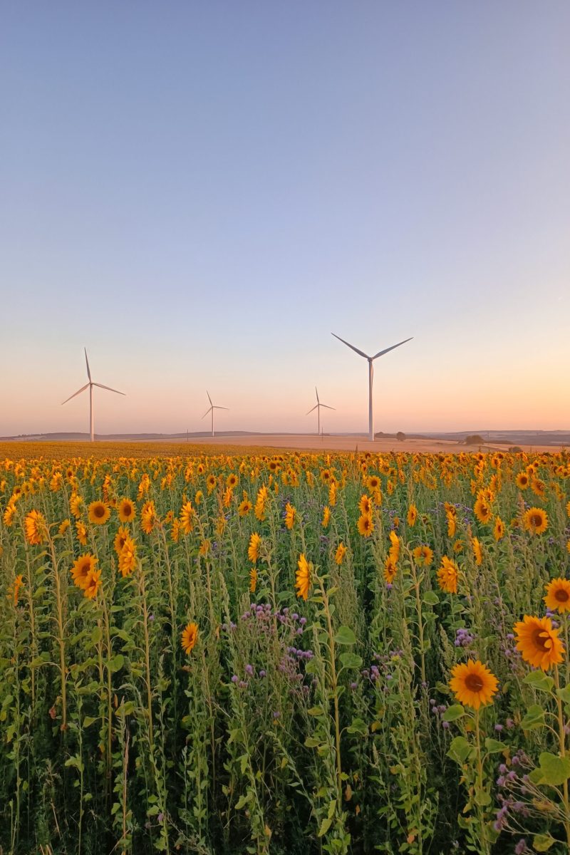 champ de la ferme payzan